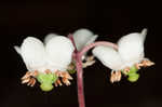 Pipsissewa <BR>Spotted wintergreen